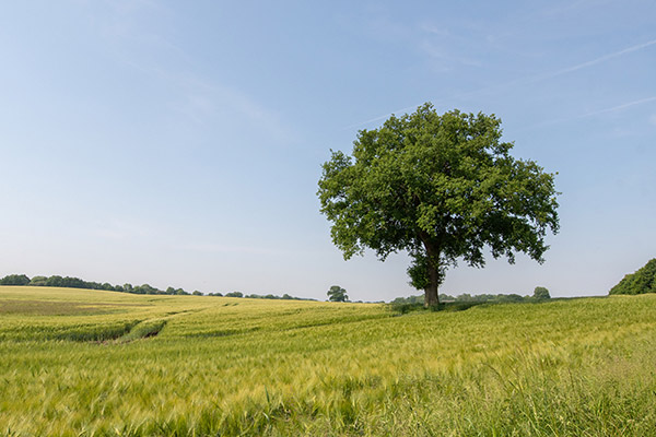 Vente terrain Dompierre Sur Mer Charente-Maritime