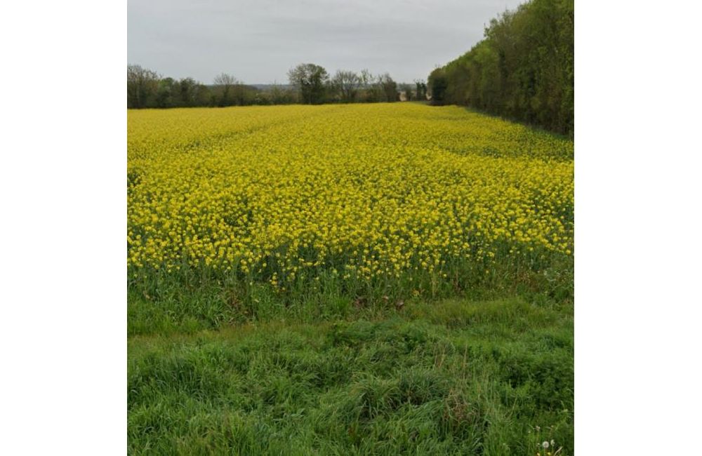 Vente terrain Puyravault Charente-Maritime