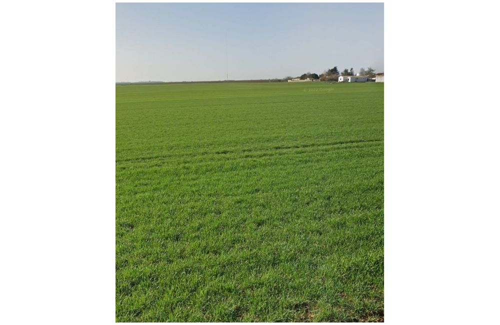 Vente terrain Andilly Charente-Maritime