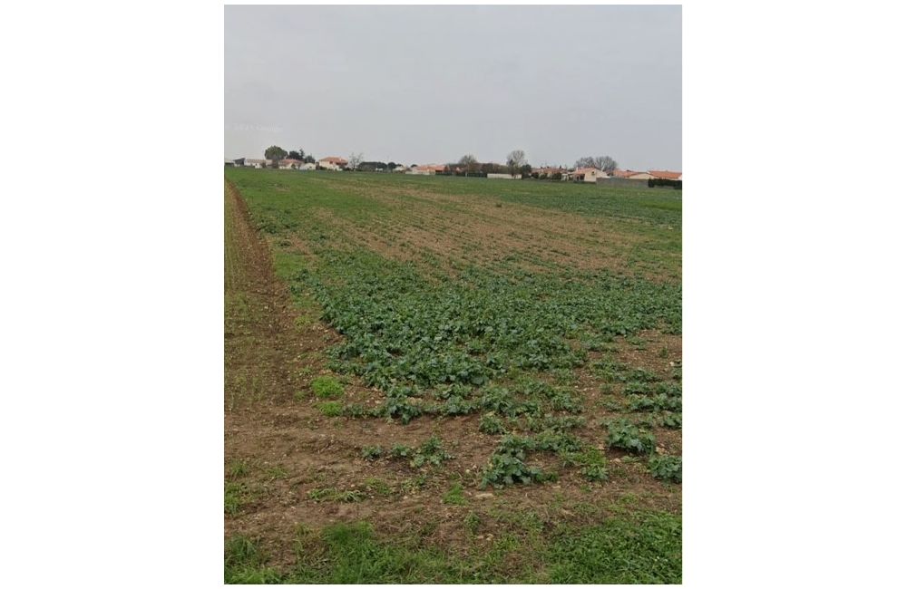 Vente terrain Villedoux Charente-Maritime