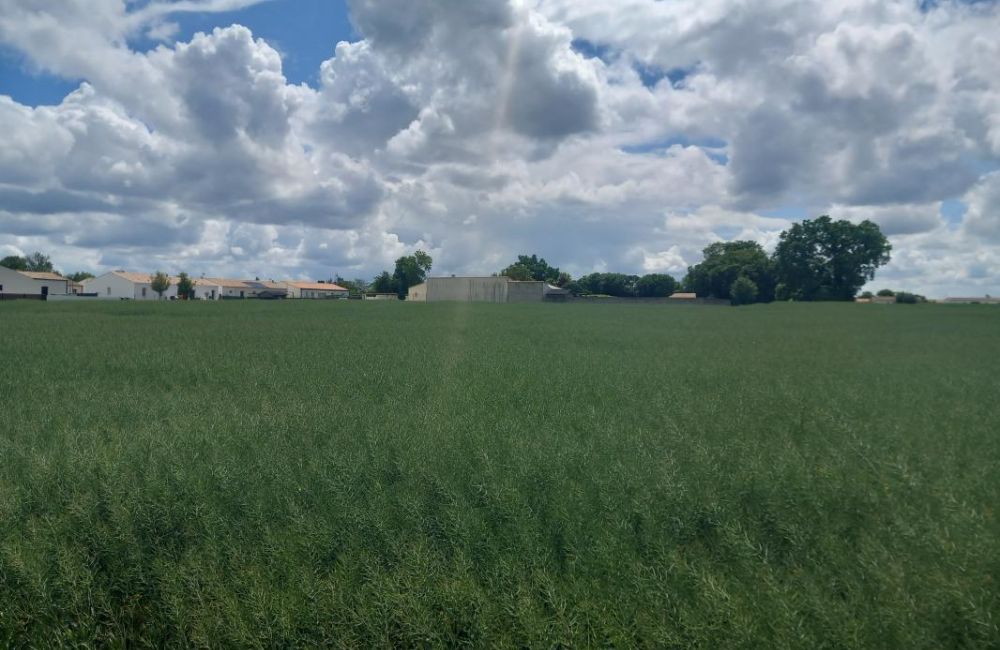 Vente terrain Le Thou Charente-Maritime